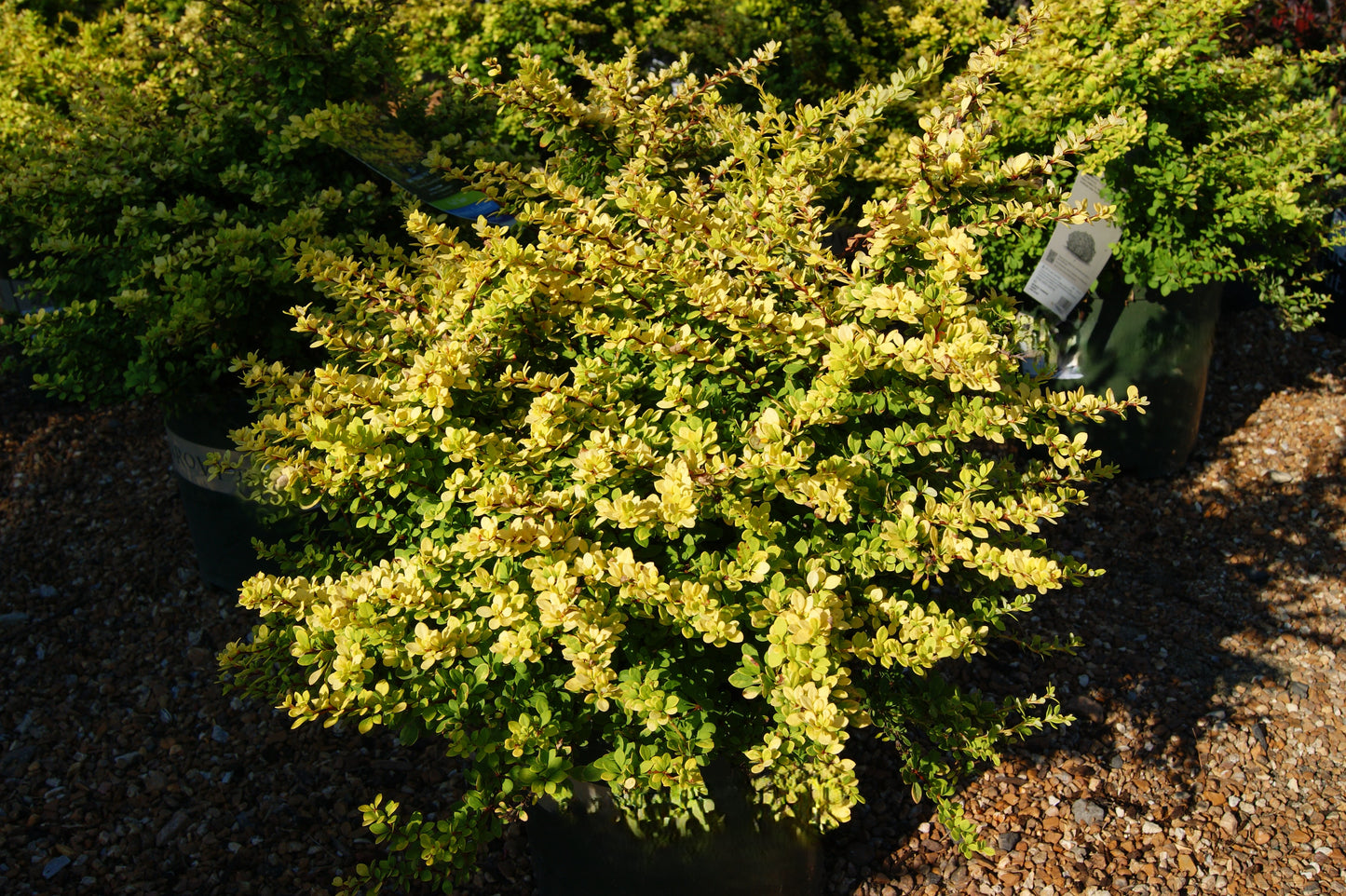 Barberry, Japanese 'Sunsation' (Berberis)
