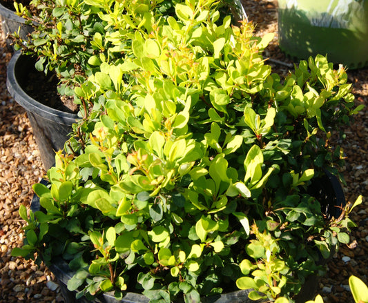 Berberis thunbergii 'Tiny Gold'