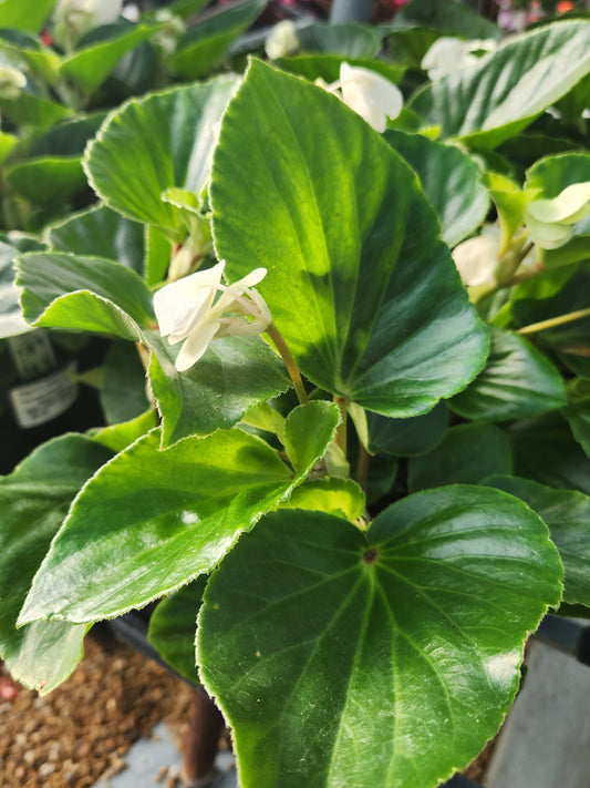 Begonia, Wax Dragon Wing (Begonia)