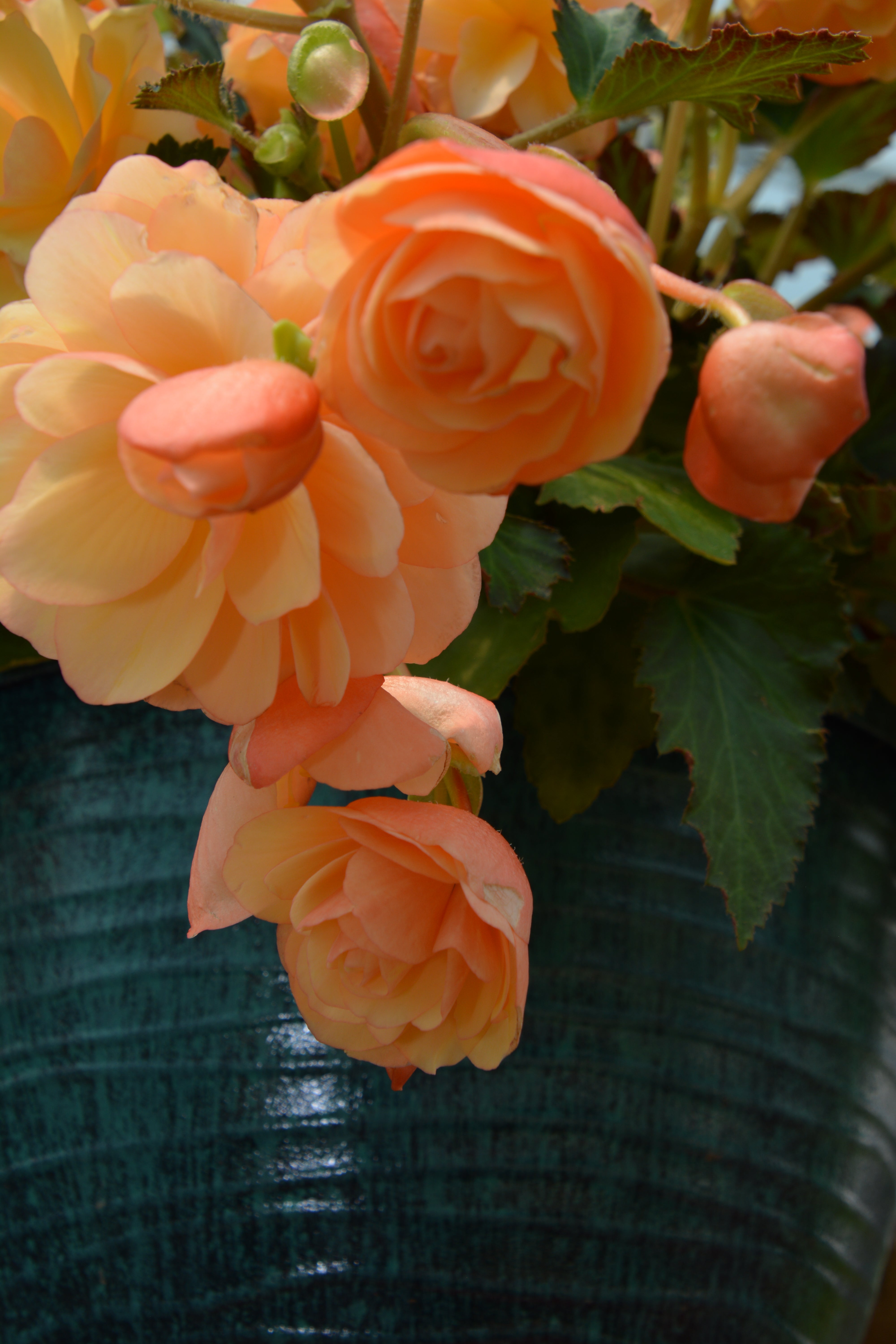 Begonia, Trailing Hybrid (Begonia) – Passiglia Landscape, Nursery