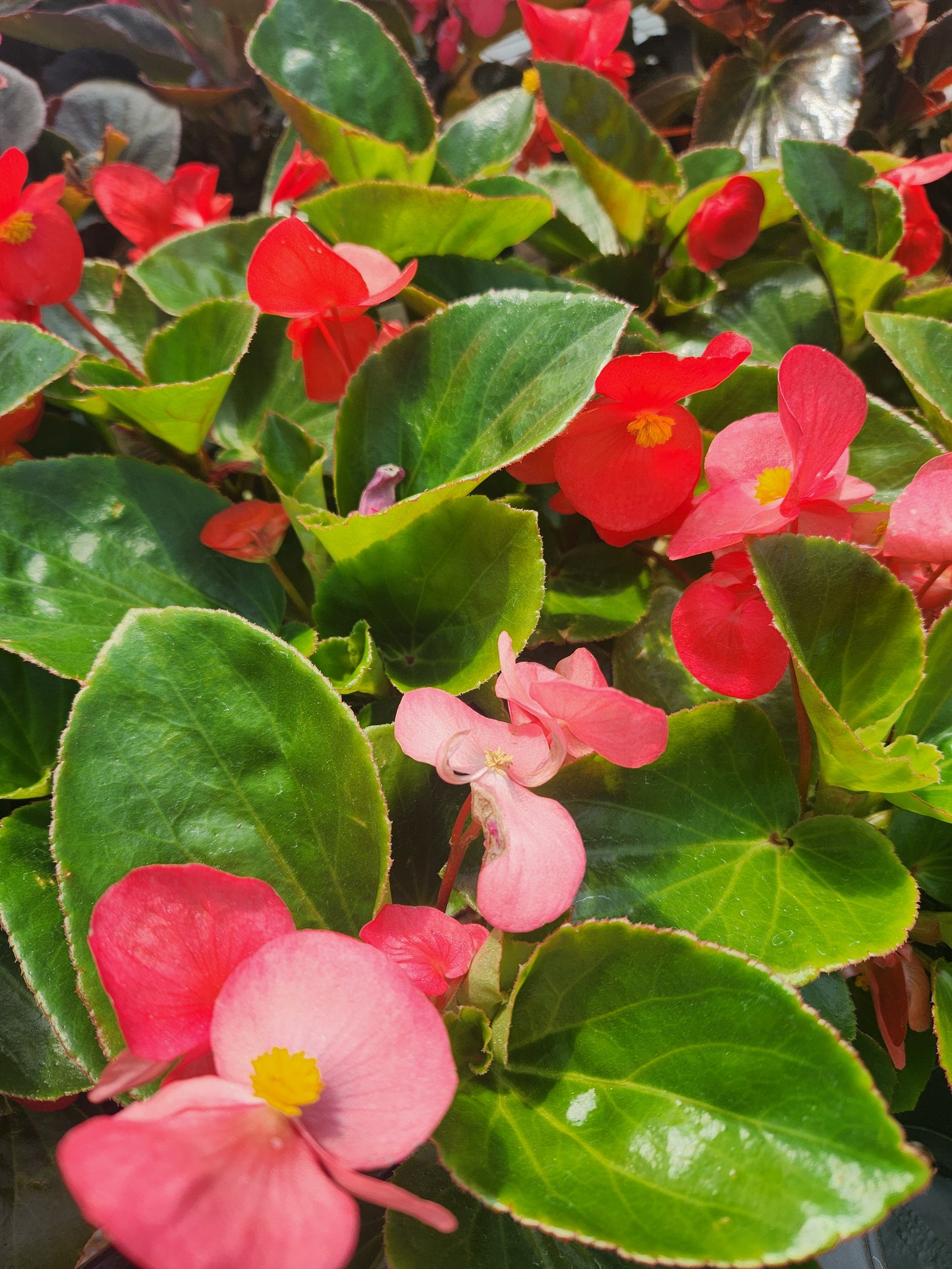 Begonia x hybrida