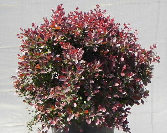 Berberis thunbergii 'Crimson Pygmy'