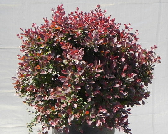 Berberis thunbergii 'Crimson Ruby'