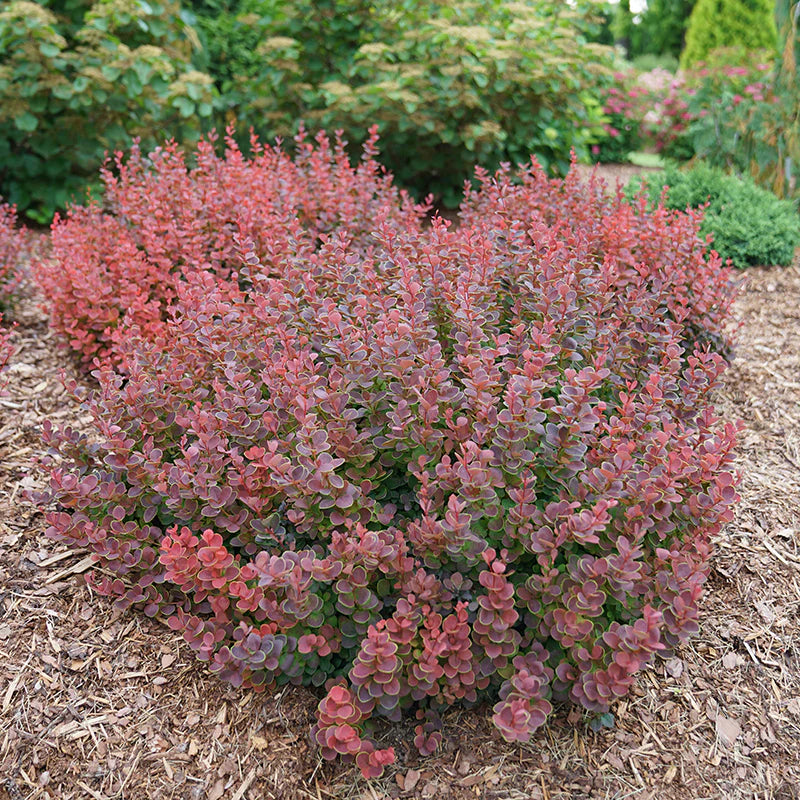 Barberry, Japanese Dwarf 'Sunjoy Mini Maroon' (Berberis)