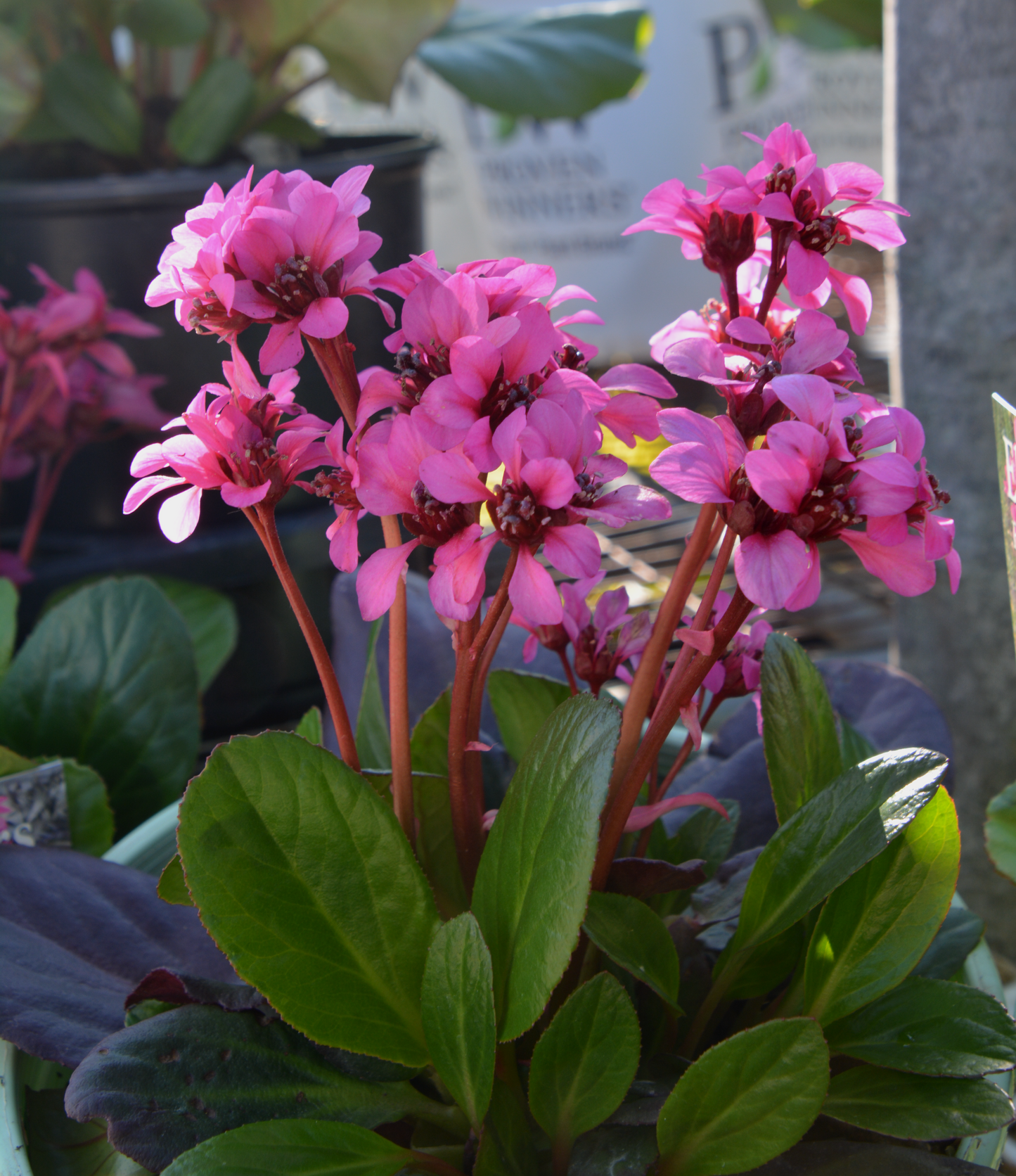 Pig Squeak 'Shoeshine Rose' (Bergenia)