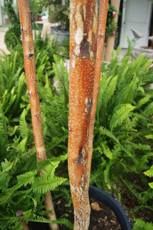 Birch, Asian White 'Royal Frost' (Betula) Multi-Trunk