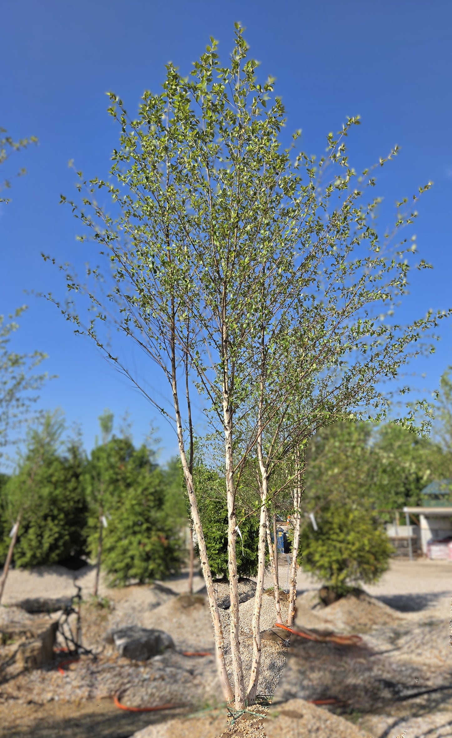Birch, River Water 'Dura-Heat' (Betula)