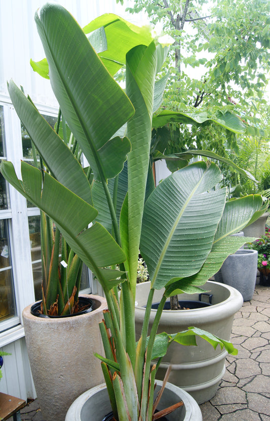 Strelitzia reginae (White)