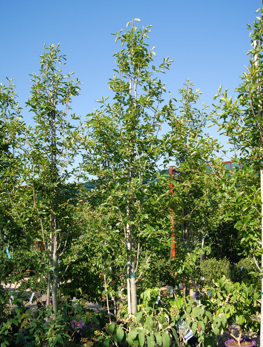 Black Gum / Sour Gum / Tupelo Columnar 'Tupelo Tower' (Nyssa)