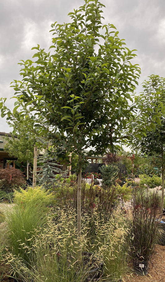 Black Gum / Sour Gum / Tupelo 'Wildfire' (Nyssa)