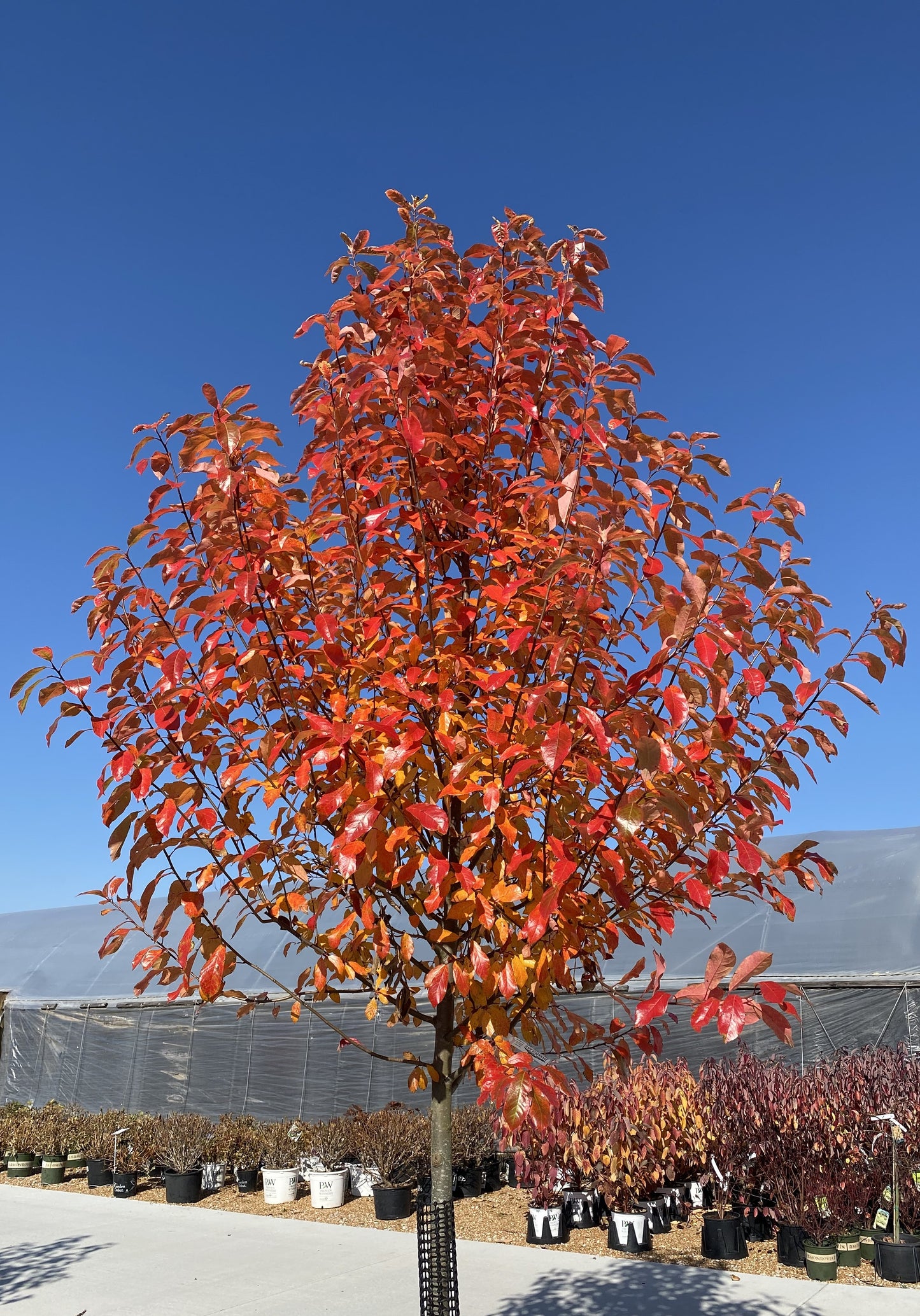 Nyssa sylvatica 'Wildfire'