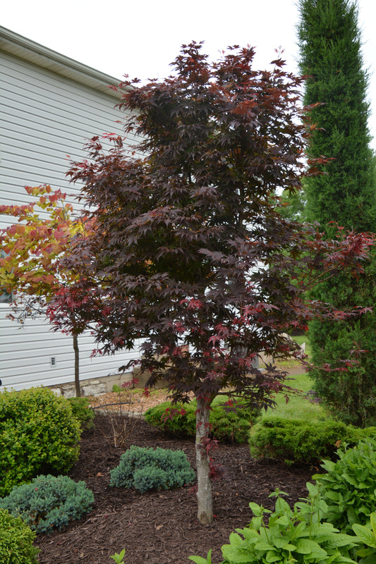 Acer palmatum 'Bloodgood'