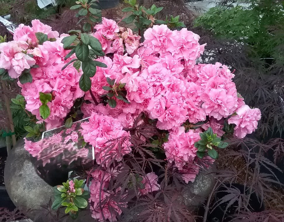 Azalea 'Bloom-a-Thon Double Pink'