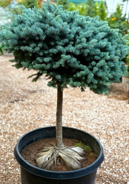 Spruce, Blue Globe 'Glauca Globosa' (Picea) 1-Tier