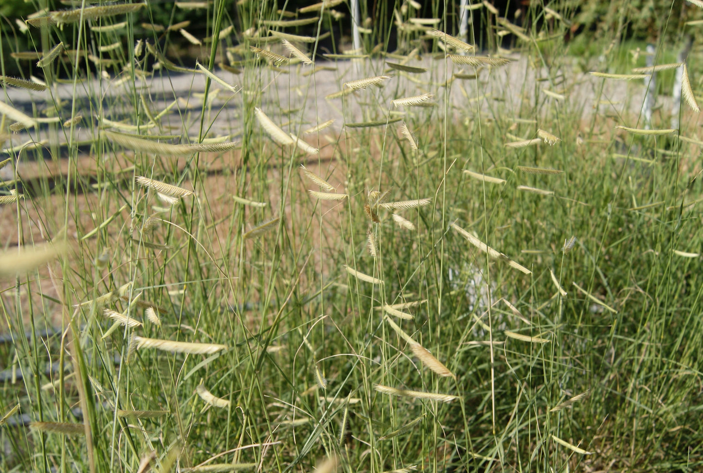 Bouteloua gracilis 'Blonde Ambition'