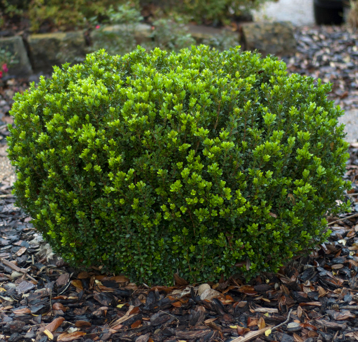 Buxus microphylla var. japonica 'Baby Gem'