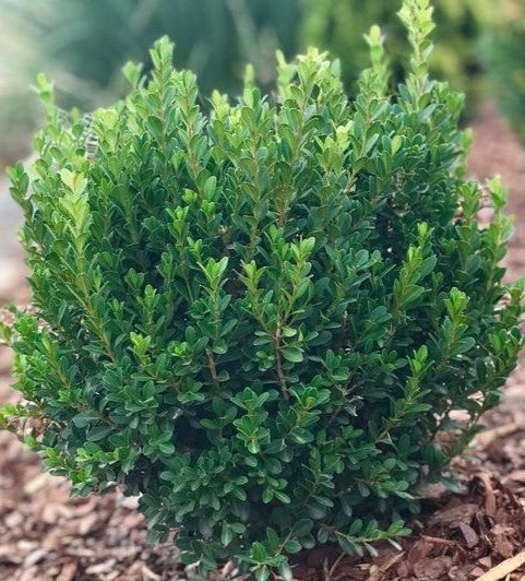 Buxus microphylla var. japonica 'Baby Jade'