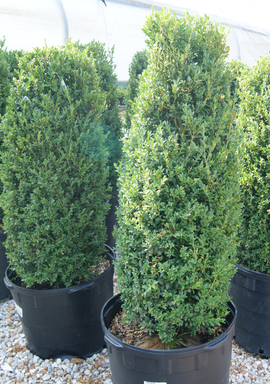 Buxus sempervirens 'Columnaris'