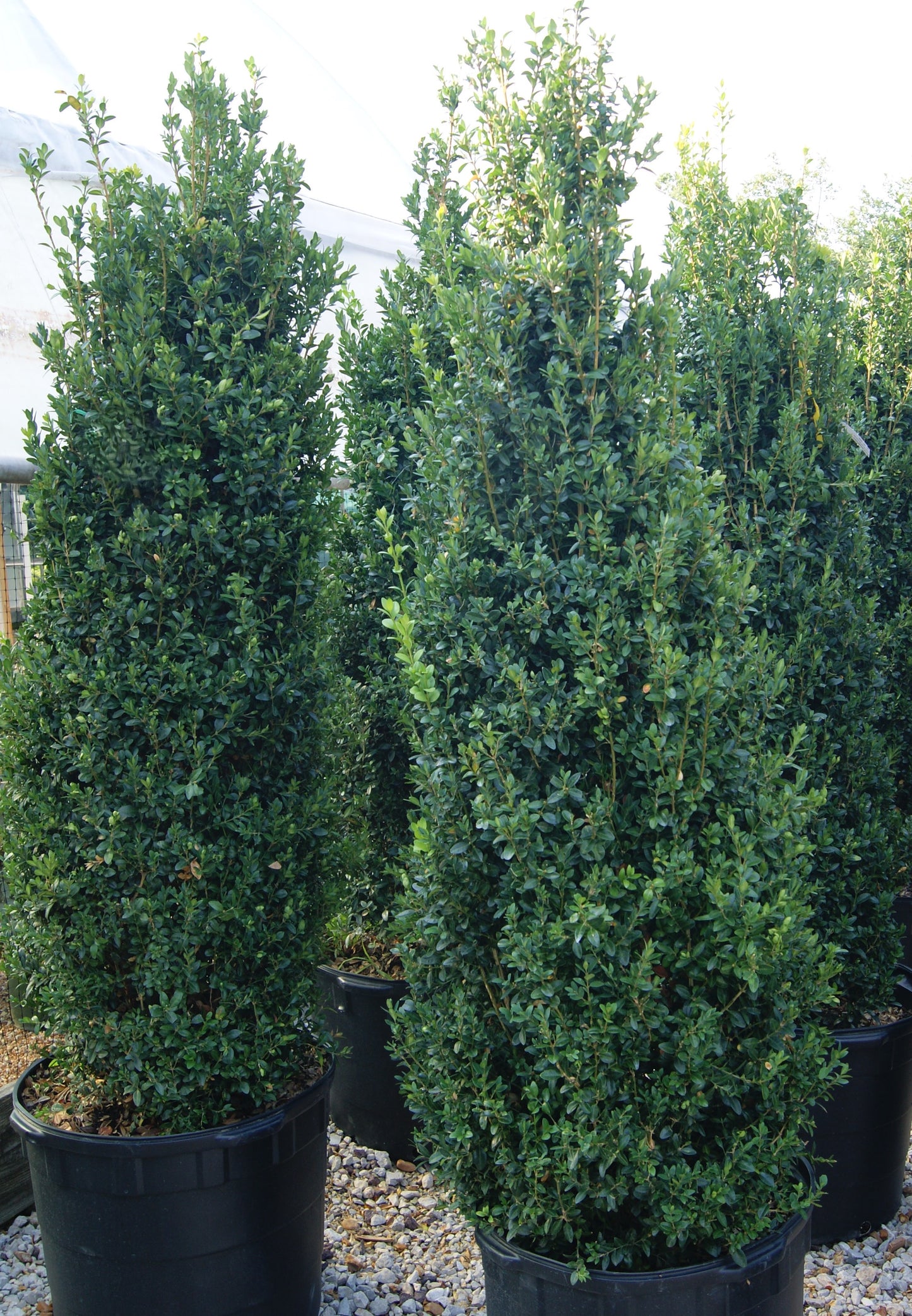 Buxus sempervirens 'Dee Runk'