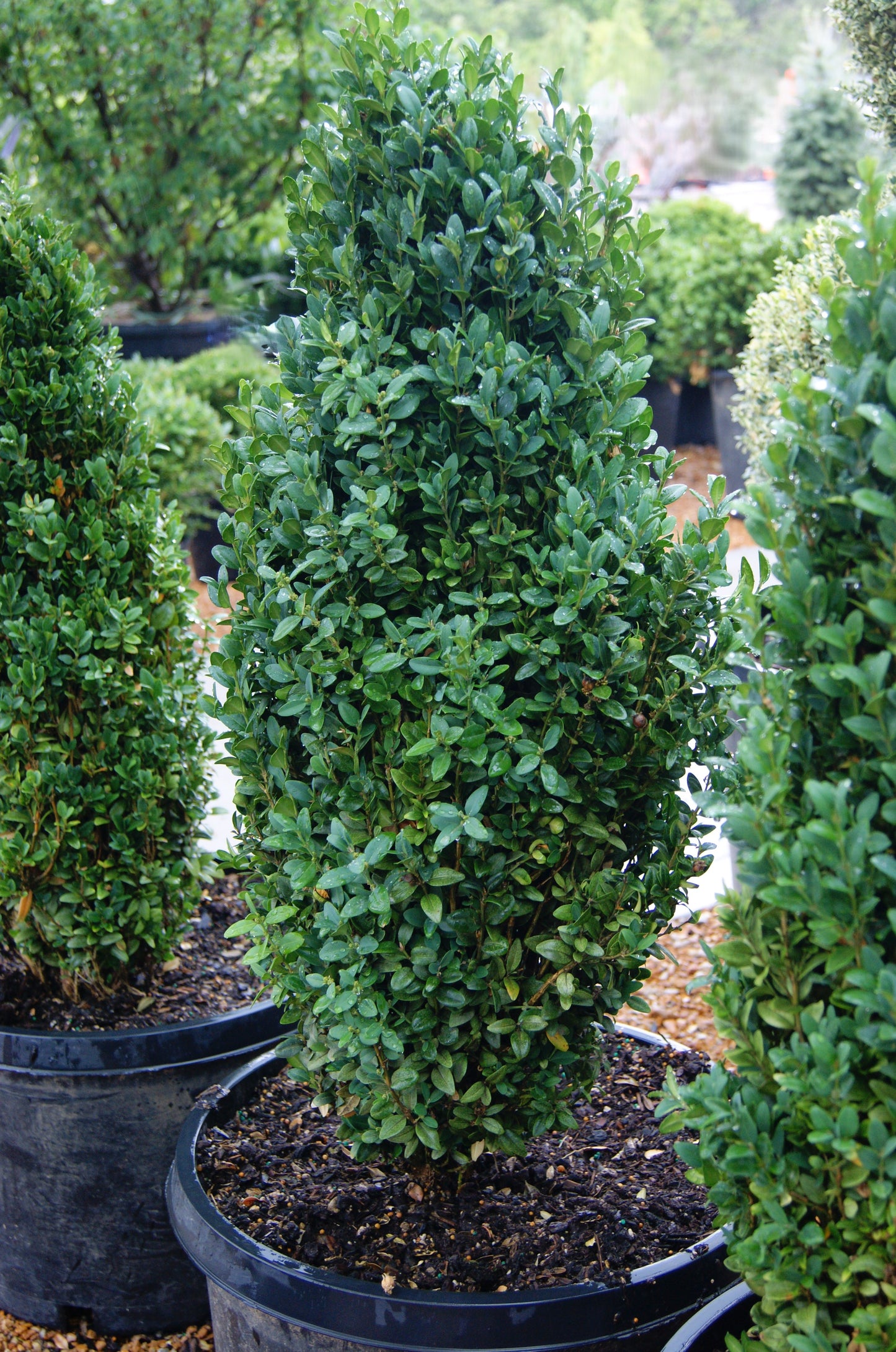 Buxus sempervirens 'Graham Blandy'