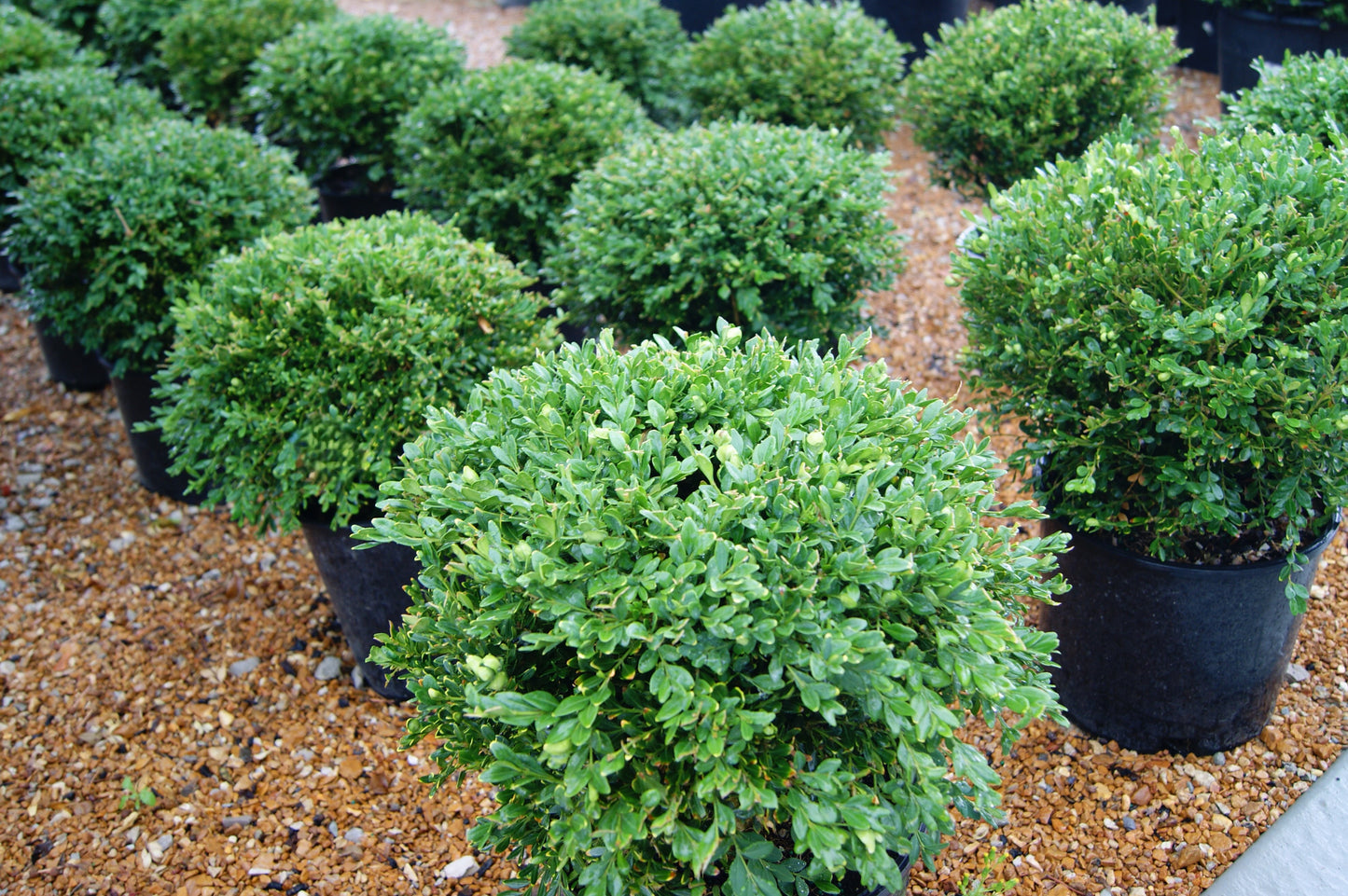 Buxus x 'Green Gem'