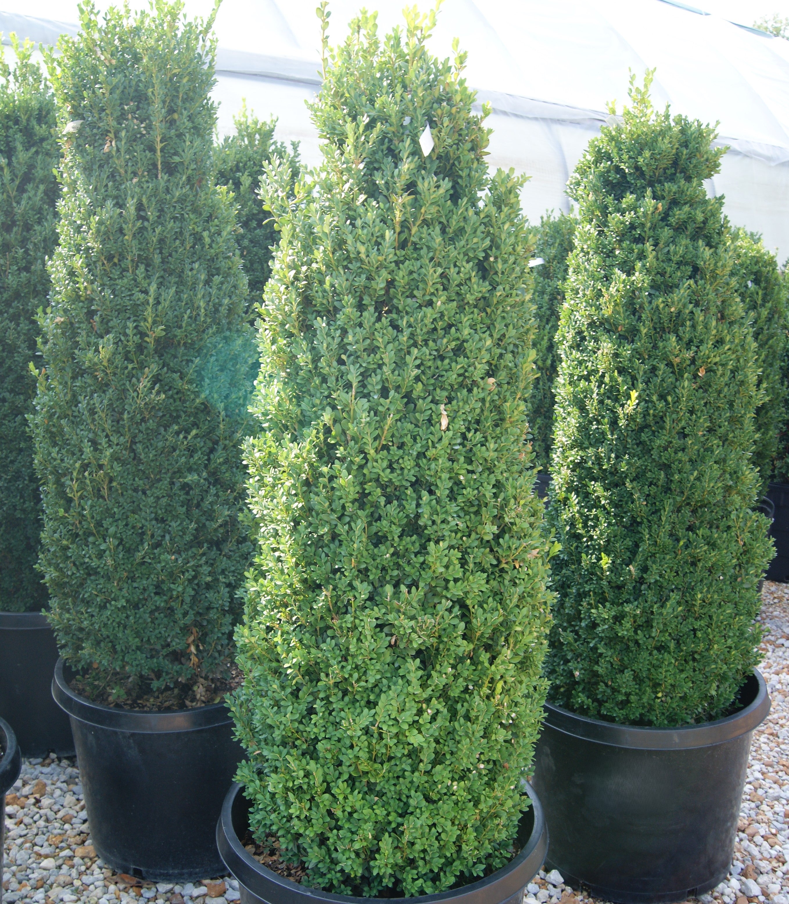 Boxwood, English / Common 'Green Mountain' (Buxus) Column
