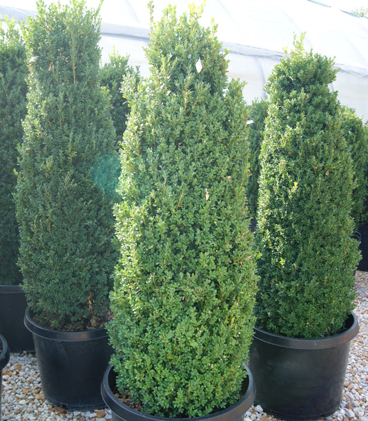 Buxus x 'Green Mountain'