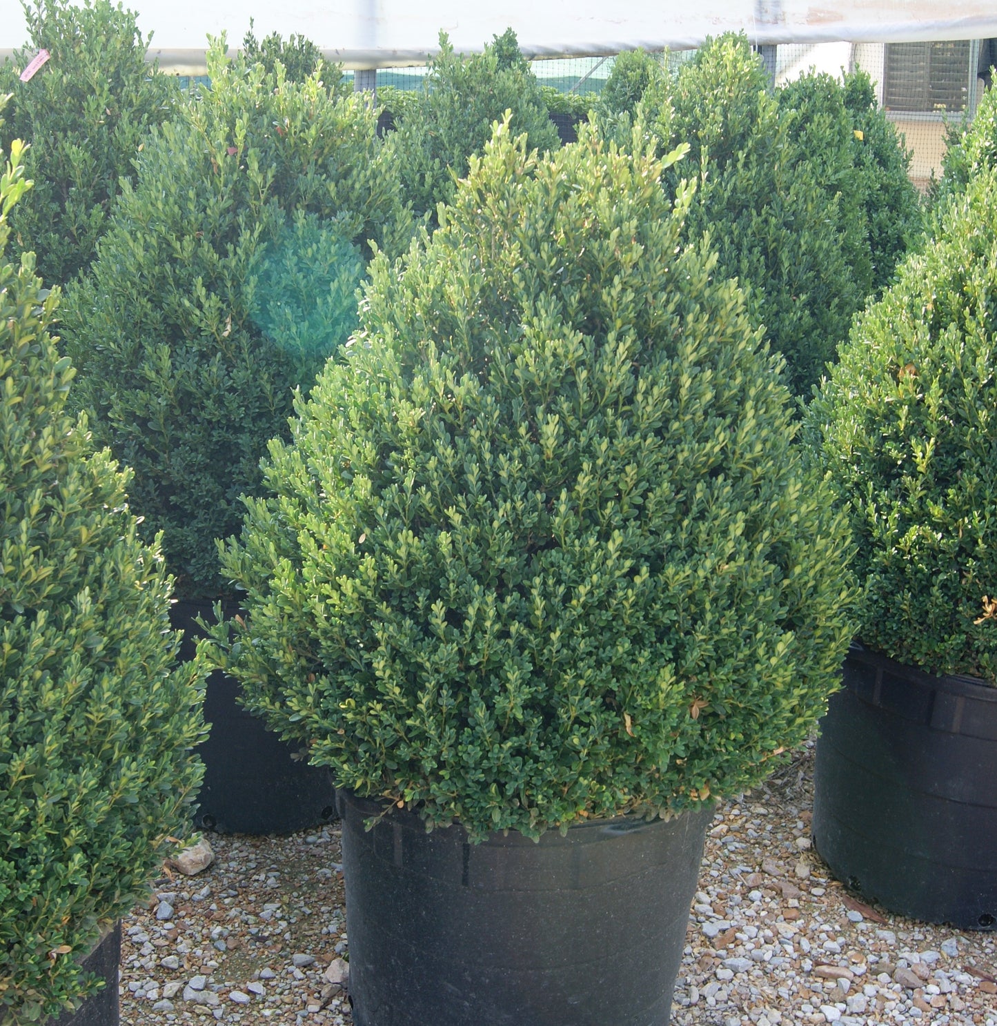 Buxus x 'Green Mountain Select'