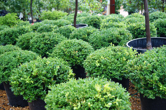 Buxus x 'Green Velvet'