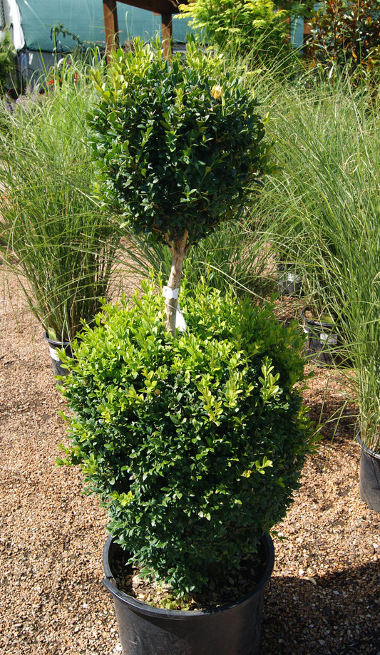 Boxwood, English / Common 'Green Mountain' (Buxus) 2-Tier