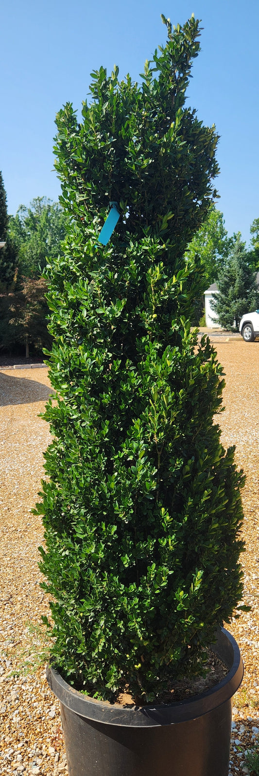 Boxwood, English / Common Columnar 'Highlander' (Buxus) Column