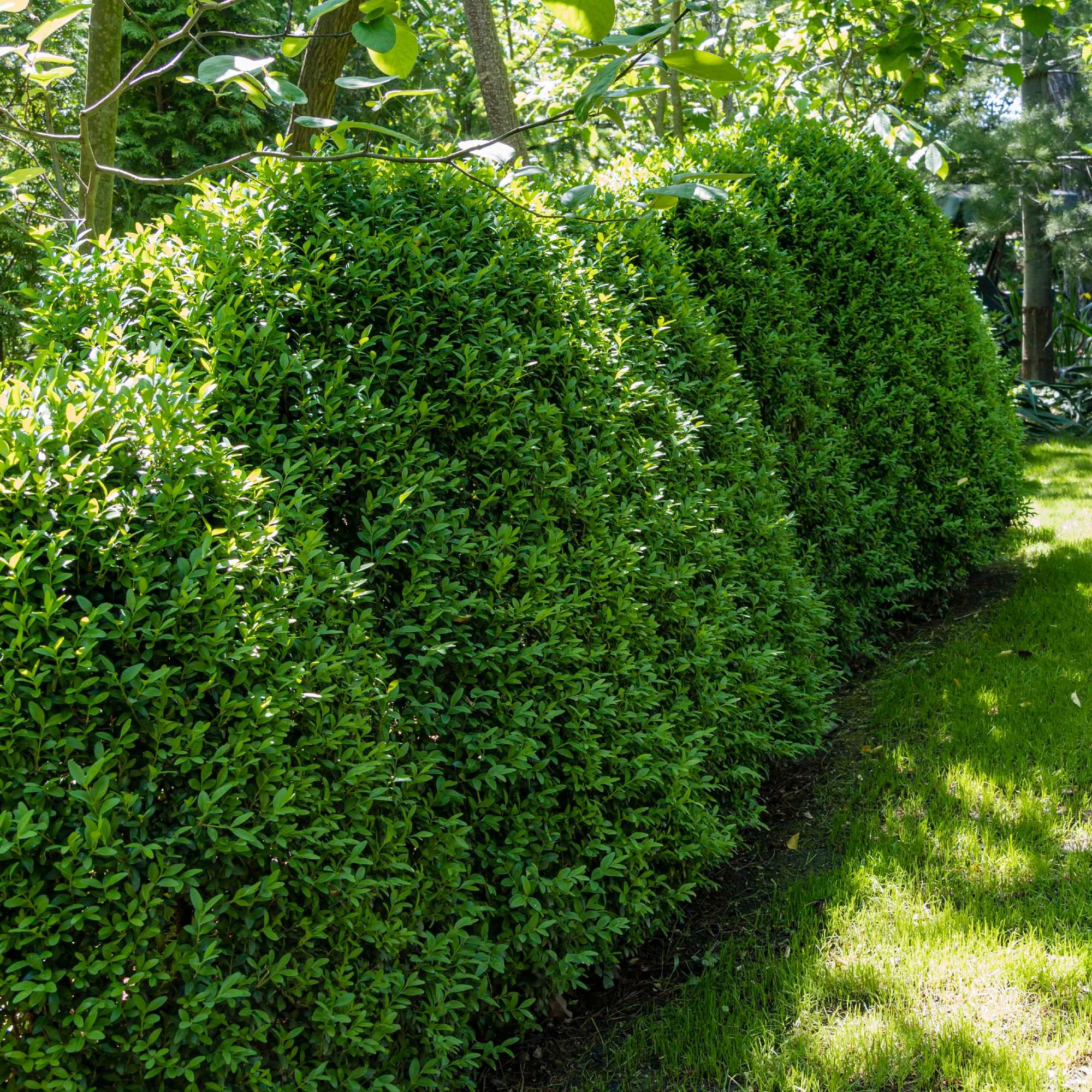 Boxwood, English / Common 'Green Mountain' (Buxus) Pyramidal ...