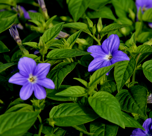 Bush Violet (Browallia)