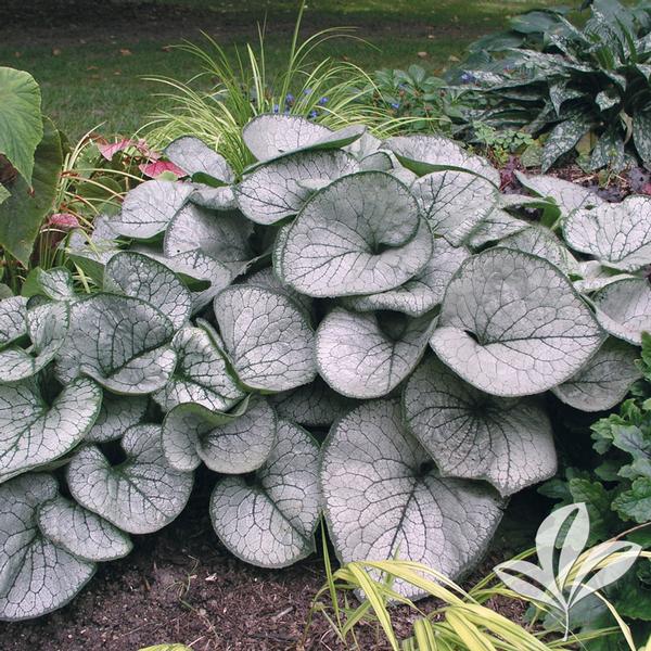 Brunnera 'Jack Frost'