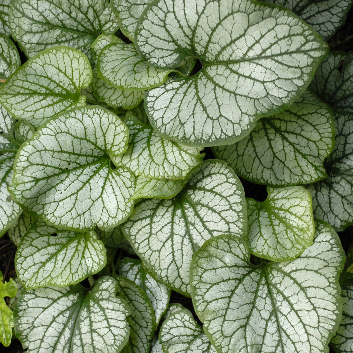 Forget-me-nots, Bigleaf / Bugloss 'Jack Frost' (Brunnera)