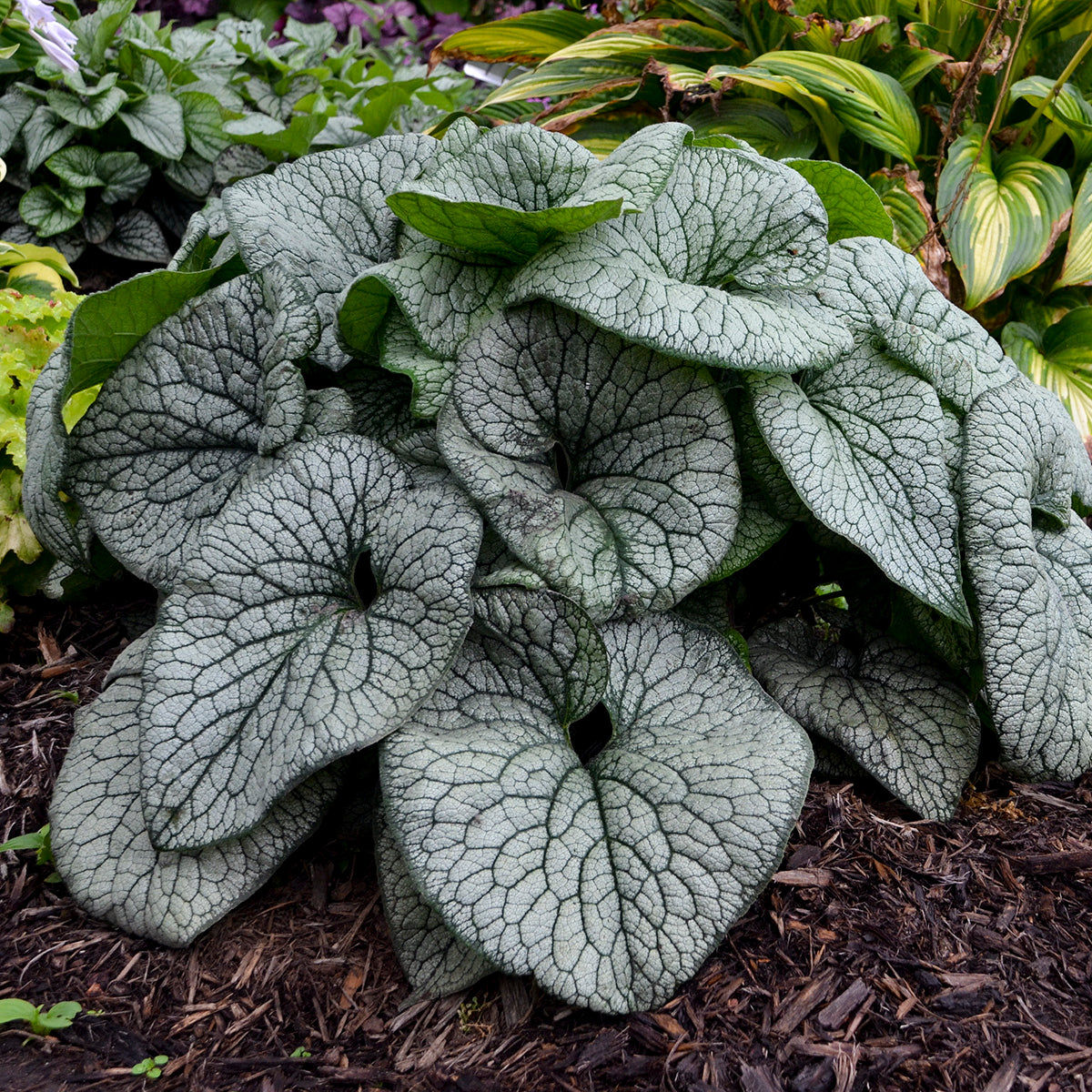 Forget-me-nots, Bigleaf / Bugloss 'Queen of Hearts' (Brunnera)