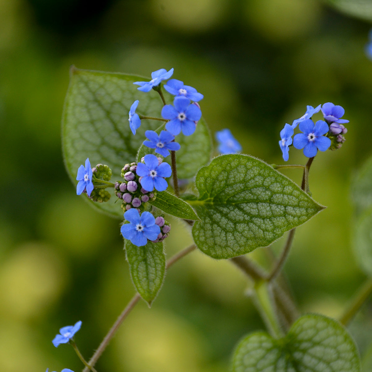 Forget-me-nots, Bigleaf / Bugloss 'Queen of Hearts' (Brunnera)