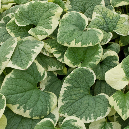 Forget-me-nots, Bigleaf / Bugloss 'Variegata' (Brunnera)