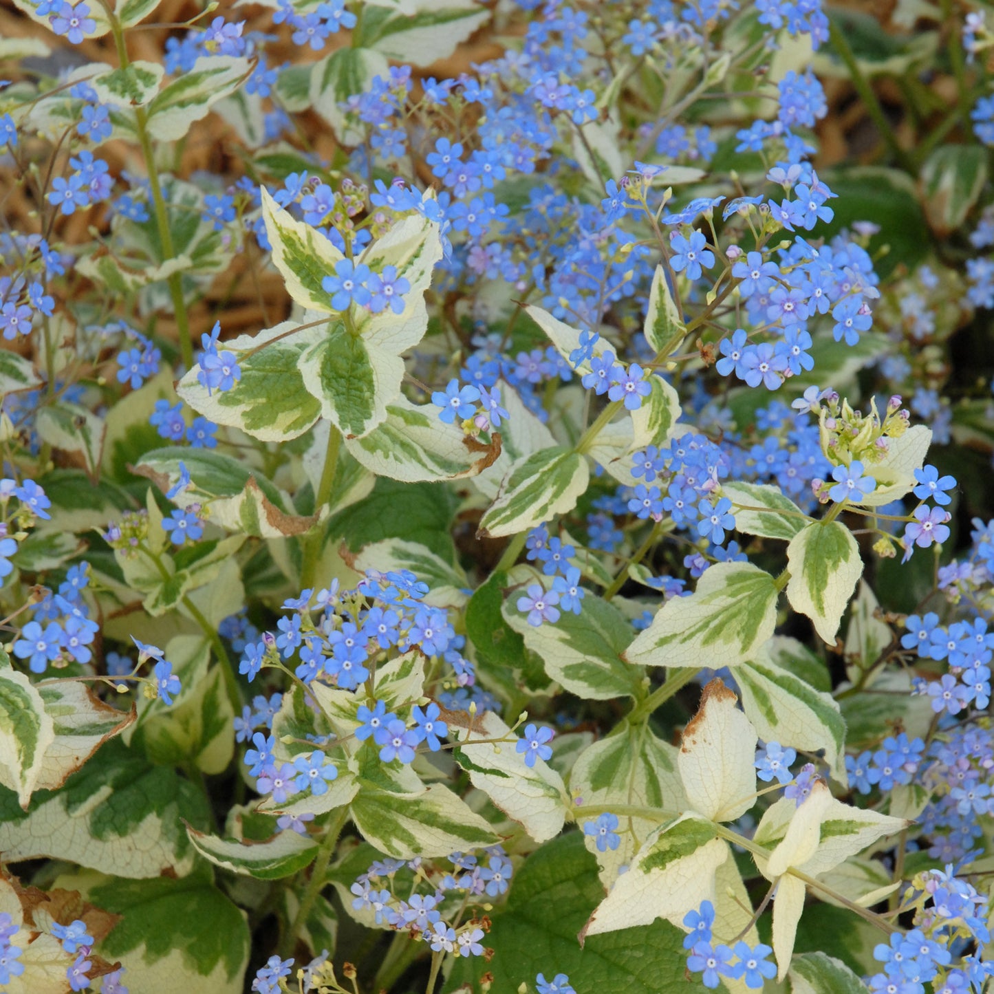 Forget-me-nots, Bigleaf / Bugloss 'Variegata' (Brunnera)