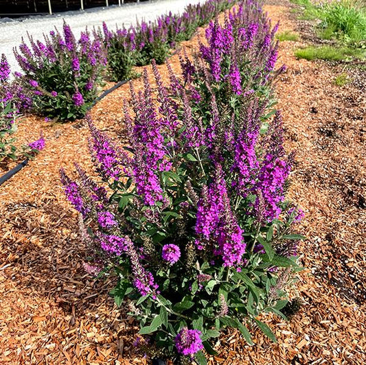 Buddleia 'Birthday Cake'