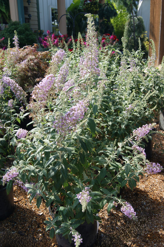 Butterfly Bush, 'Petite Pink' (Buddleia)