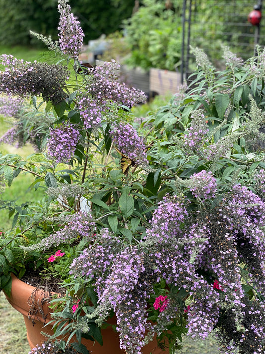 Buddleia 'Grand Cascade'