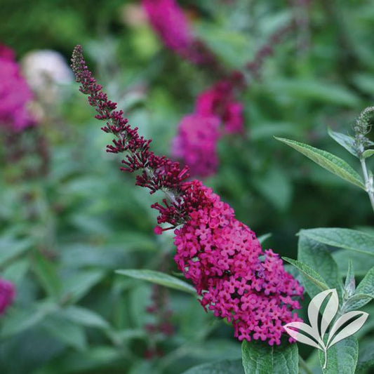 Buddleia 'Miss Molly'