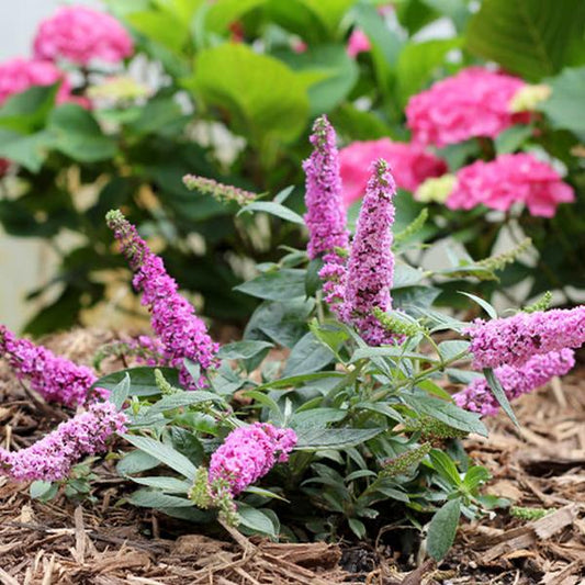 Buddleia 'Lo&Be Pink Mico Chip