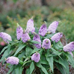 Buddleia 'Pugster Amethyst'