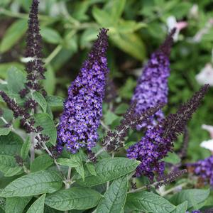 Buddleia 'Pugster Blue'