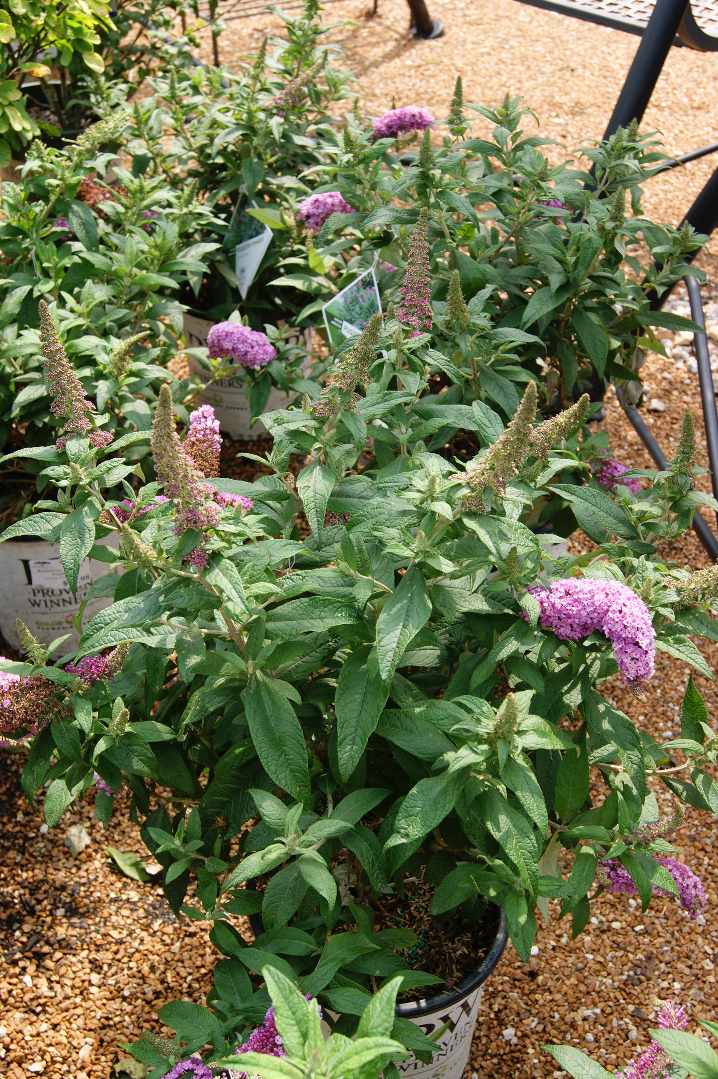 Buddleia 'Pugster Pinker'