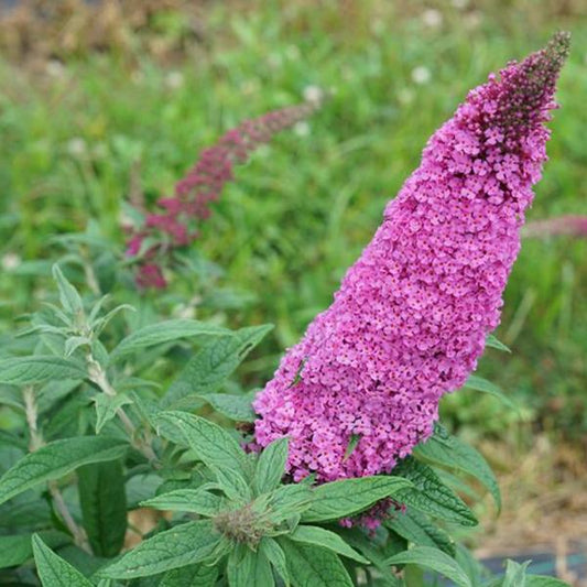 Buddleia 'Pugster Pinker'