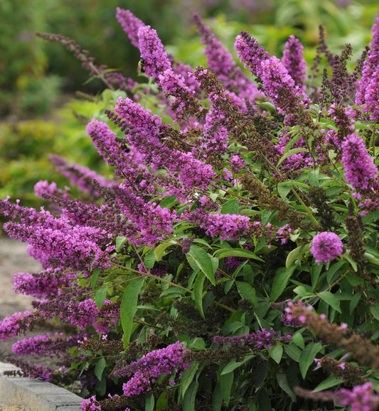 Buddleia 'Tutti Fruitti Pink'