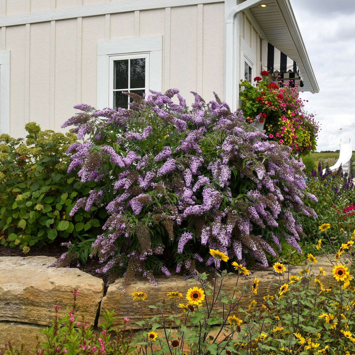 Butterfly Bush, 'Grand Cascade' (Buddleia)